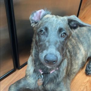 Meet your Posher, Carrie